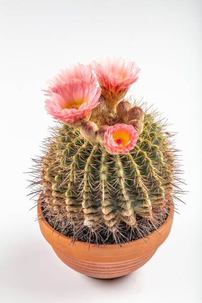 Golden barrel cactus (Echinocactus grusonii). Closeup of Echinocactus Grusonii with pink flowers. Golden barrel cactus (Echinocactus grusonii). Close-up shoot of the cactus, whose Latin name is Echinocactus Grusonii. Also available in Pots and spines. Pink blooming cactus. pink flowering dogwood stock pictures, royalty-free photos & images