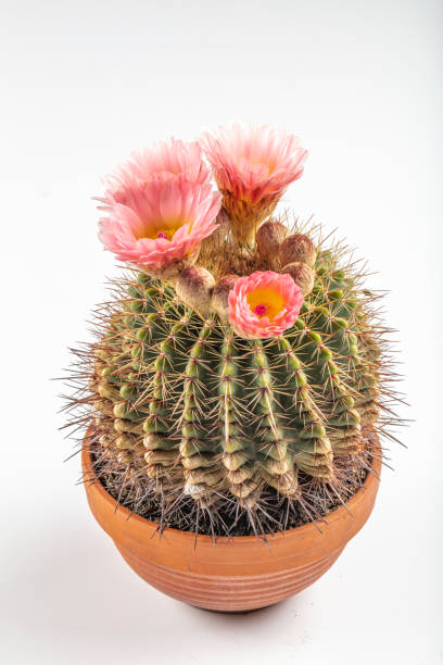 cacto de barril dourado (echinocactus grusonii). close-up de echinocactus grusonii com flores rosas. - grusonii - fotografias e filmes do acervo