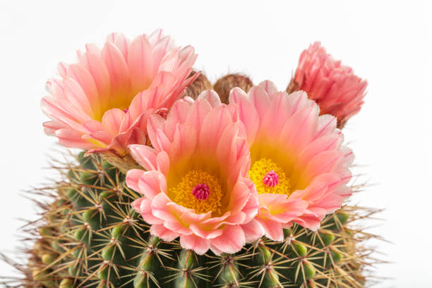 cactus baril d’or (echinocactus grusonii). plan rapproché d’echinocactus grusonii avec des fleurs roses. - grusonii photos et images de collection