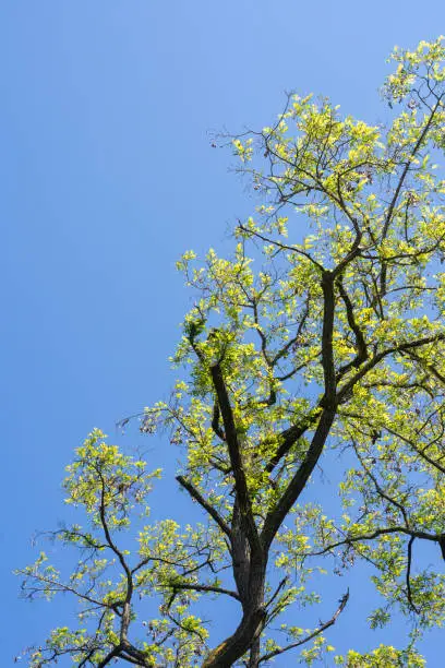 Fresh green leaves sprouting from tree branches during spring in a concept of the seasons against a sunny blue sky
