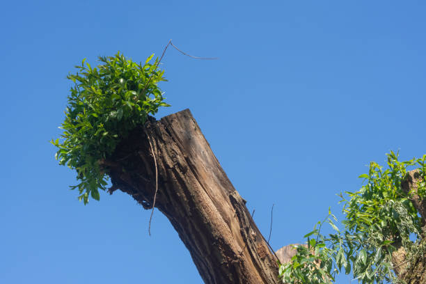 istock Fresh new green leaves sprouting from a tree trunk 1221159146