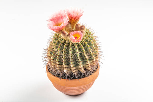 kaktus złotej beczki (echinocactus grusonii). zbliżenie echinocactus grusonii z różowymi kwiatami. - grusonii zdjęcia i obrazy z banku zdjęć