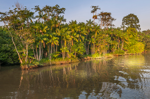 Açai palm tree growth in the forest near the river and  lakes