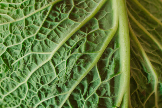 istock Raw fresh green cabbage texture and background. Close up view with selective focus. Organic and healthy food. Green cabbage textured. 1221160502