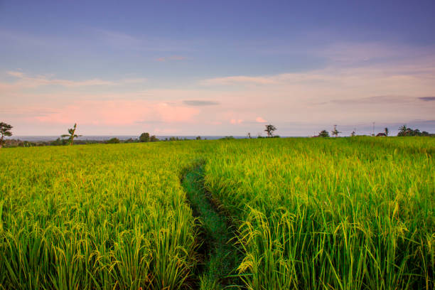 beauty rice fields in north bengkulu beauty rice fields in north bengkulu, indonesia landscape arch photos stock pictures, royalty-free photos & images
