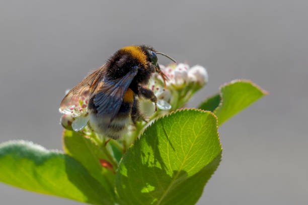 Bumblebee Close-up stock photo