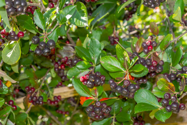 istock Chokeberry grows on a Bush in late summer 1221161129