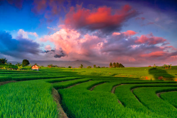 istock beauty green color of rice fields 1221161215