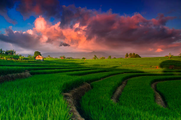 istock beauty landscape rice fields indonesia 1221162094