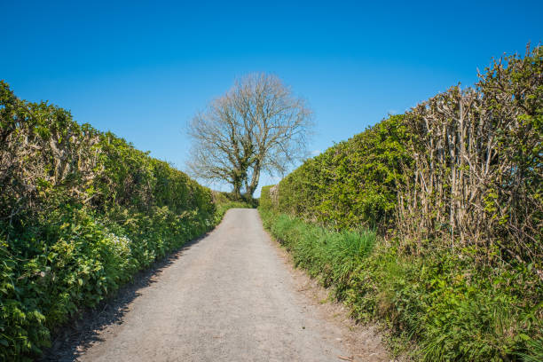 istock Rural road in Cumbria England in Springtime 1221162500
