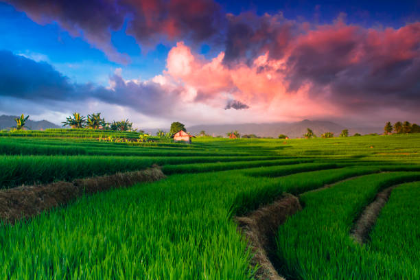 istock amazing color of sky with green rice fields 1221162504
