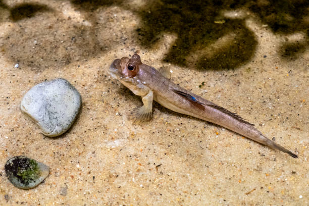 istock Single Atlantic mudskipper fish in an zoological garden terrarium 1221162689