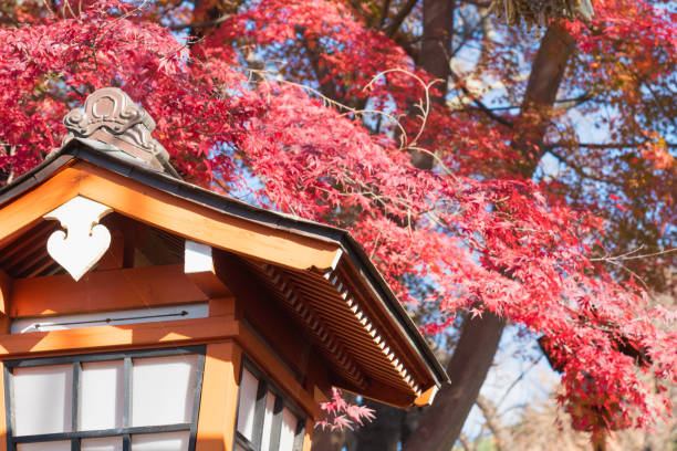 japońskie liście klonu - tree isolated maple tree green zdjęcia i obrazy z banku zdjęć