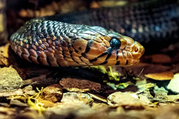 Single Middle American indigo snake - latin Drymarchon Couperi or Drymarchon melanurus - known also as Blacktail cribo natively inhabiting North, Central and South America, in an zoological garden terrarium