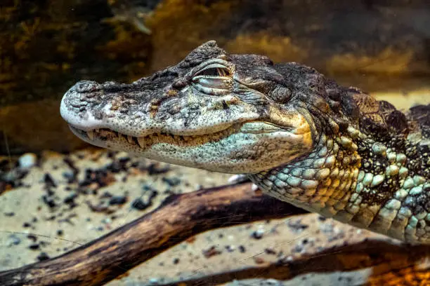 Single Dwarf caiman - latin Paleosuchus palpebrosus - known also as Cuvier's dwarf caiman natively inhabiting wet forests of South America, in an zoological garden terrarium
