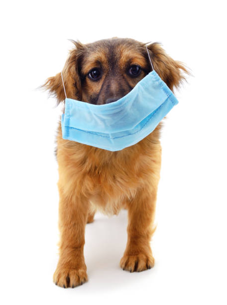 istock Dog in medical mask. 1221165553