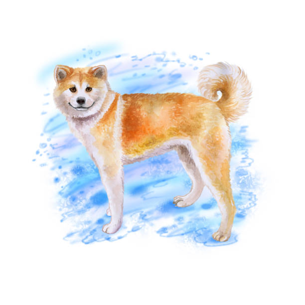 istock Watrcolor portrait of Akita inu dog 1221165671