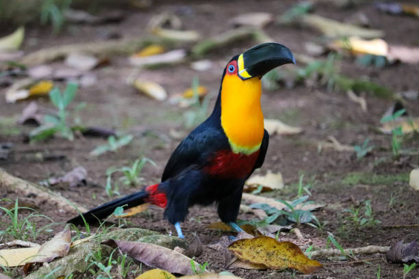 Channel-billed toucan Black-billed toucan channel billed toucan stock pictures, royalty-free photos & images