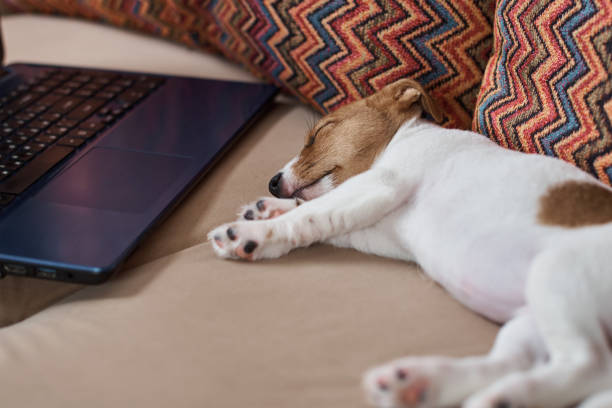 istock Tired sleeping Jack Russel terrier dog near laptop on the sofa. 1221167113