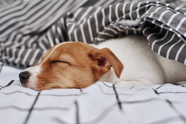 istock Sleeping Jack Russell terrier dog under blanket in the bed 1221167122