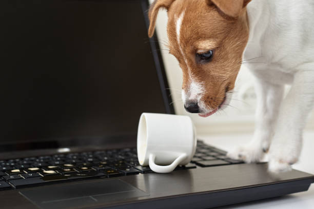 istock Dog spilled coffee on the computer laptop keyboard. Damage property from pet 1221167133