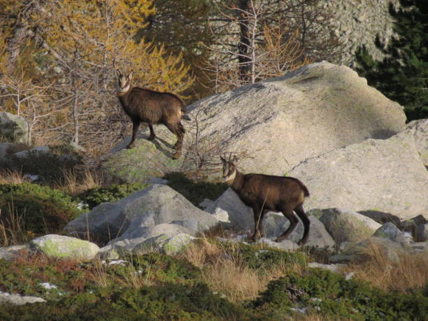 istock autumn trek to upper Varaita Valley 1221167172