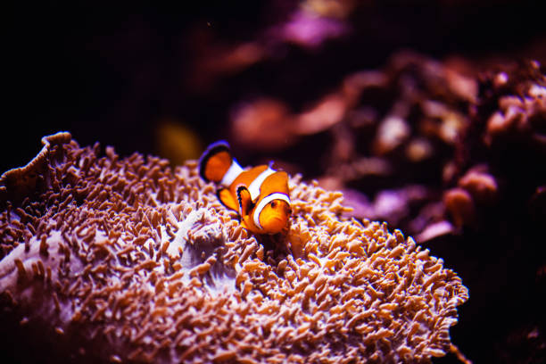 istock Wonderful and beautiful underwater world with corals and tropical fish. 1221167383
