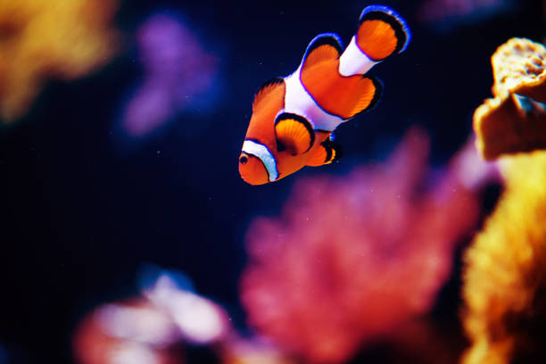 istock Wonderful and beautiful underwater world with corals and tropical fish. 1221167406