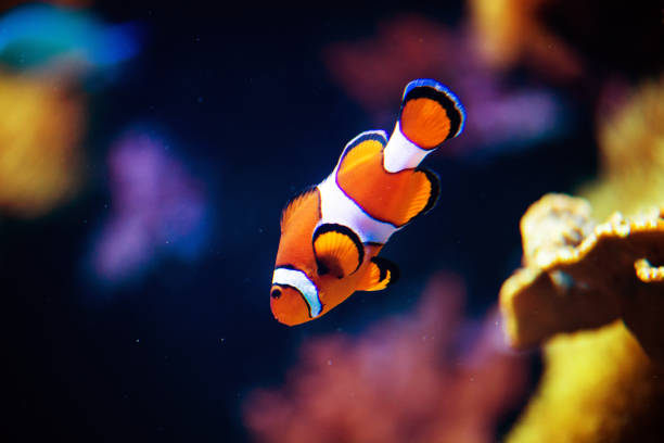 istock Wonderful and beautiful underwater world with corals and tropical fish. 1221167426