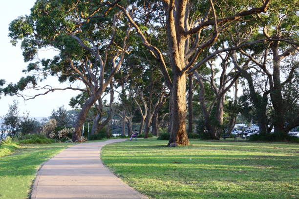 istock Walk path through the Australian gum trees 1221169591