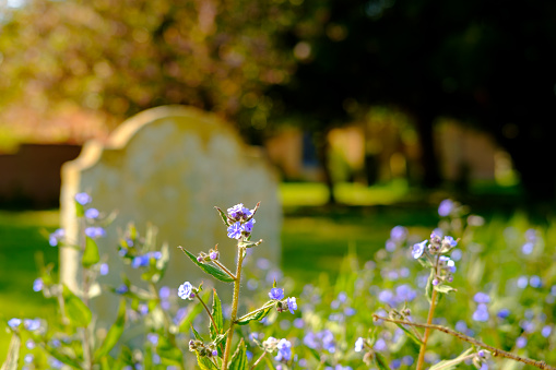 Creating a peaceful atmosphere to the environment, with the quiet tranquility of a village churchyard.