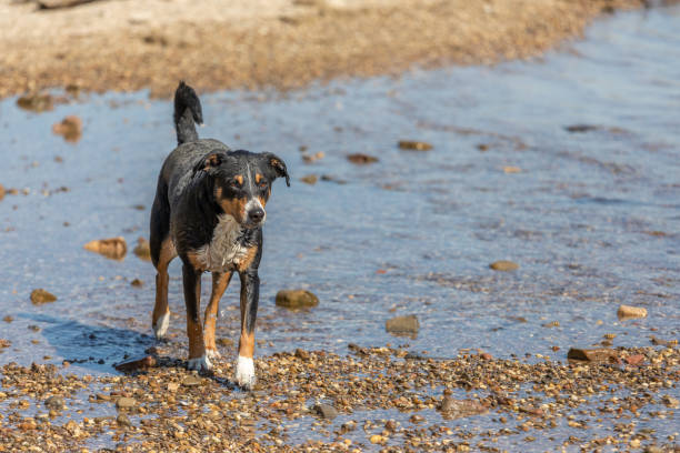 istock Dog Running At Beach During Sunny Day 1221170057