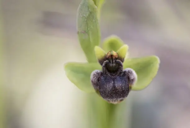 Photo of Ophrys bombyliflora Bumble Bee Orchid small wild plant with a flower that looks like a small bumble bee on defocused grayish green background