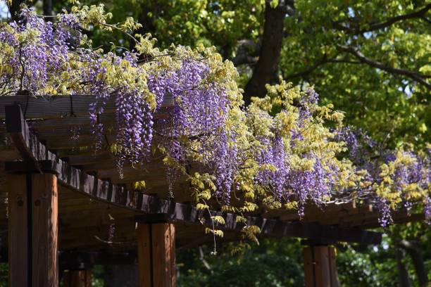 istock Wisteria flowers blooming 1221172470