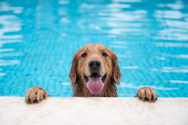 golden retriever sdraiato in piscina - swimming pool foto e immagini stock