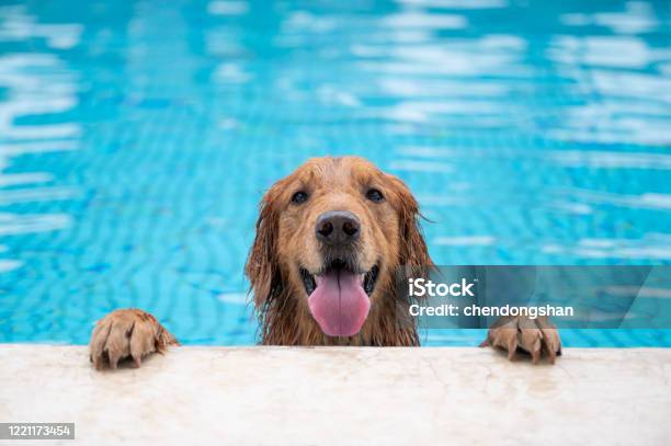 Golden Retriever Lying By The Pool Stock Photo - Download Image Now - Dog, Swimming Pool, Summer