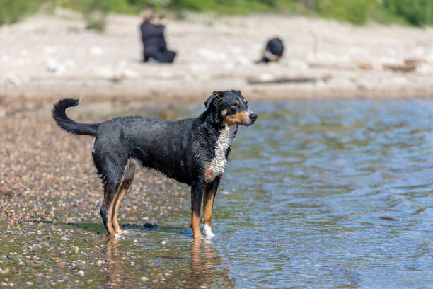 istock Dog Running At Beach During Sunny Day 1221173602