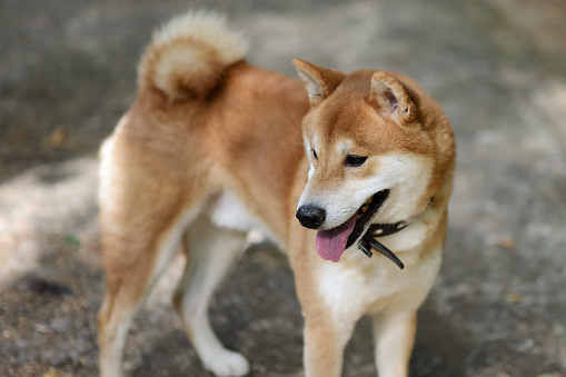 Portrait of a shiba inu dog walking outdoor