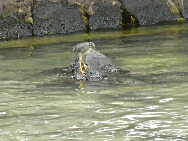 istock Striated heron bird fishing. 1221175054