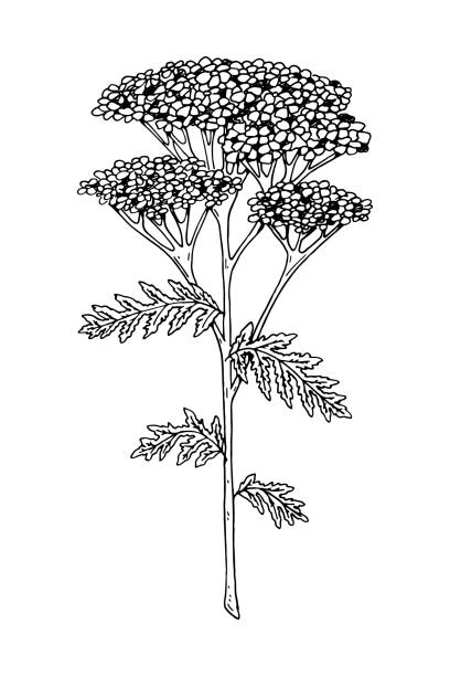 illustrations, cliparts, dessins animés et icônes de illustration vectorielle dessinée à la main d’un yarrow isolé sur le blanc. dessin de plante de pré dans un modèle d’esquisse - yarrow