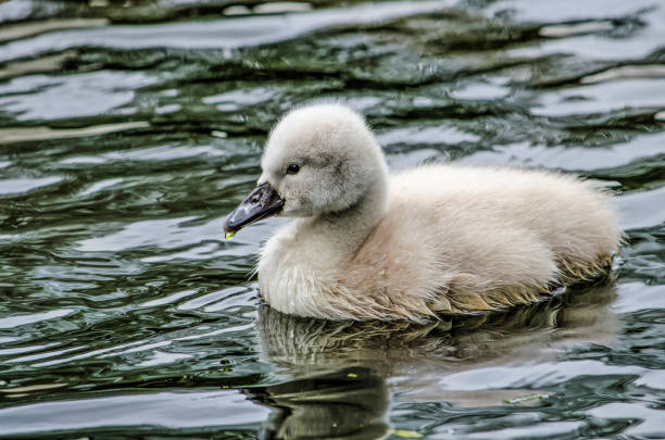 istock Young swan in a pond 1221178887