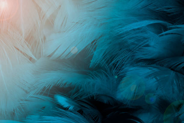 istock Beautiful macro dark blue  colors tone  feather with orange light texture pattern background,trends color 1221182409