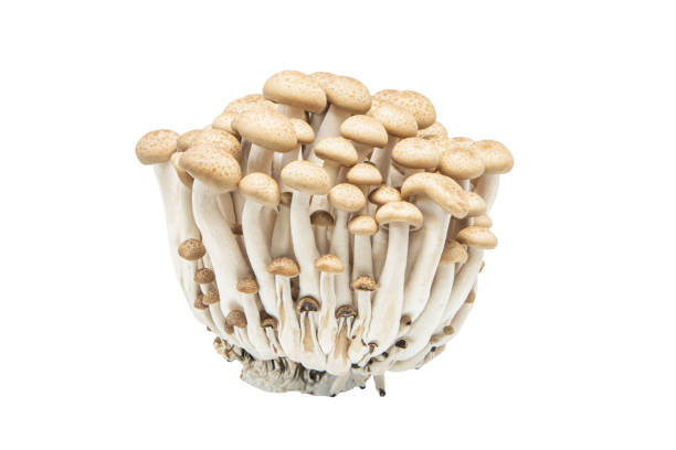 istock Hon-shimeji or buna shimeji mushroom isolated white background 1221182525