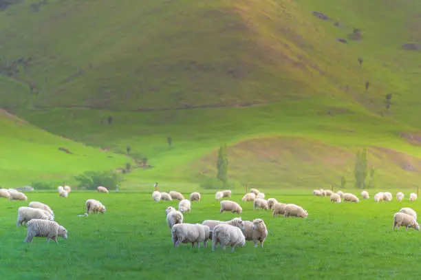 Photo of Group of White sheep in south island New Zealand with nature landscape background