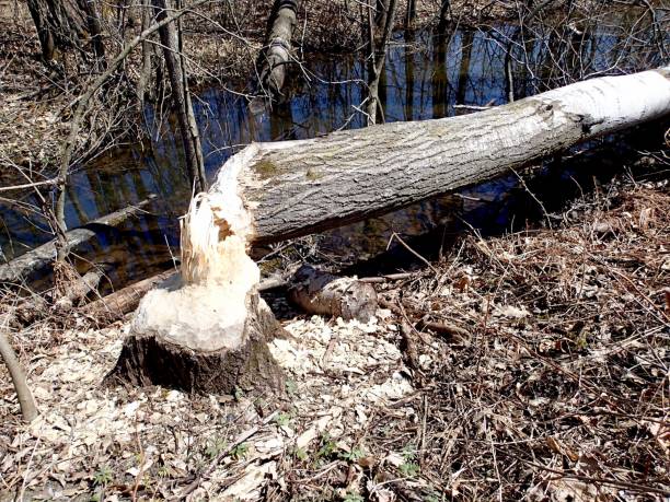 istock Beaver chewing and damaging large trees near a stream 1221184681