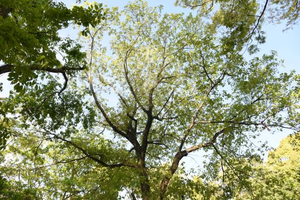 istock Quercus serrata bark and leaves 1221185365