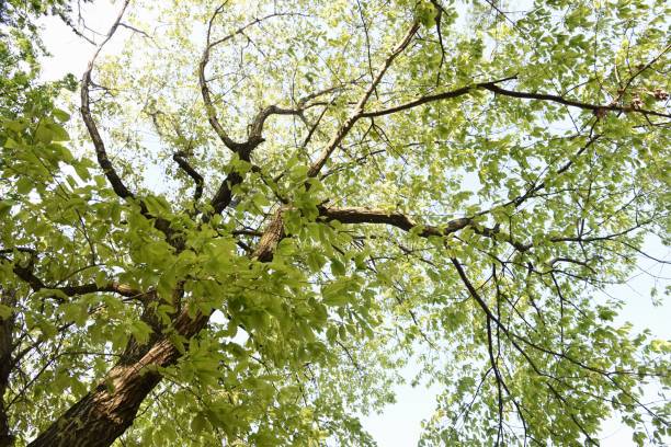 istock Quercus serrata bark and leaves 1221185371