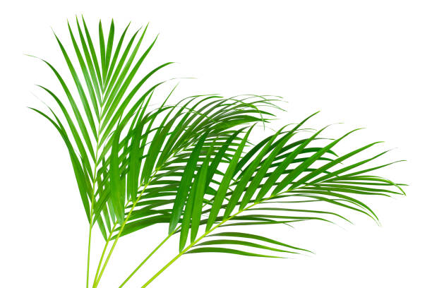 istock green leaves for background and wallpaper 1221185593