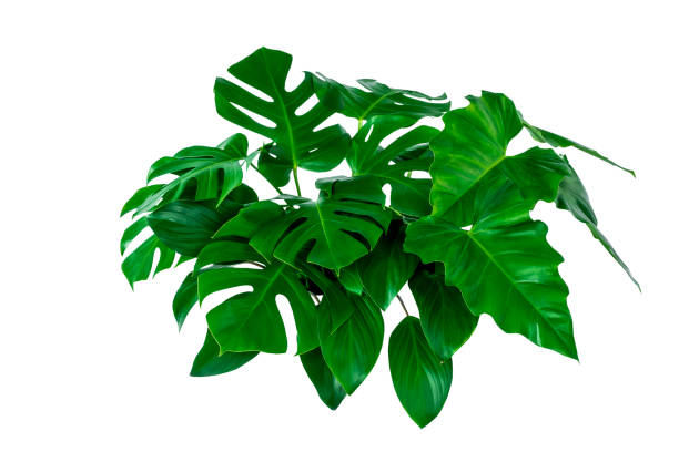 istock green leaves for background and wallpaper 1221185597