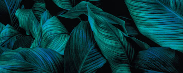 istock green leaves for background and wallpaper 1221185601